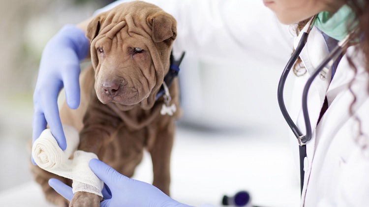 Your Guide To Choosing The Best Pet Insurance
